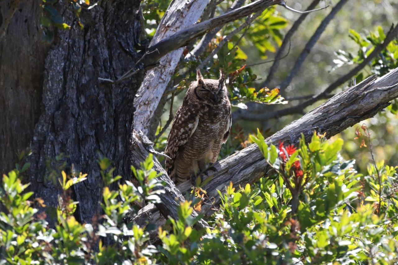 The Wood Owl Natureʼs Valley Exterior foto